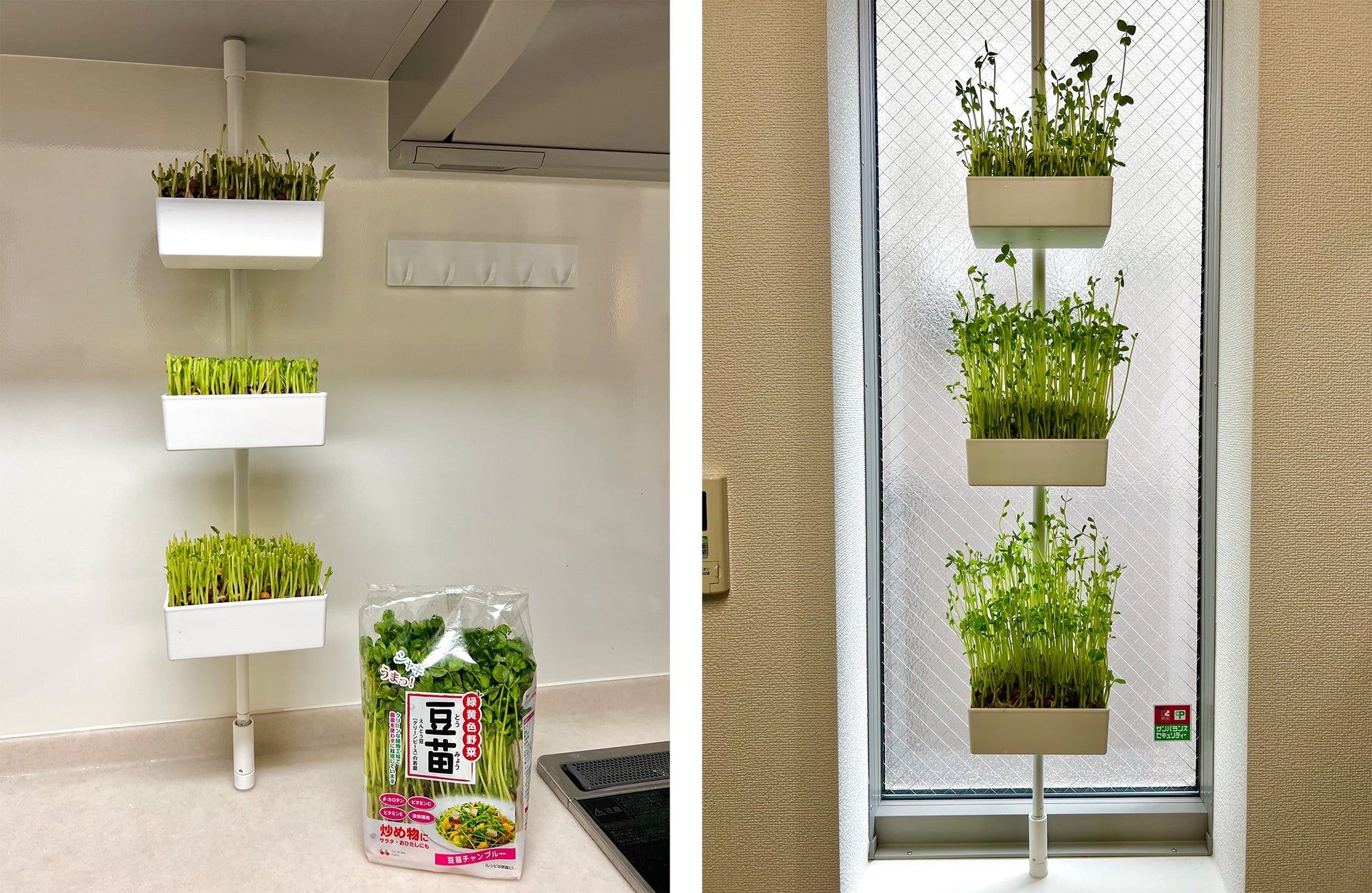 「豆苗」×「突っ張り棒」?!縦突っ張り棒でレッツ「無限豆苗」生活!