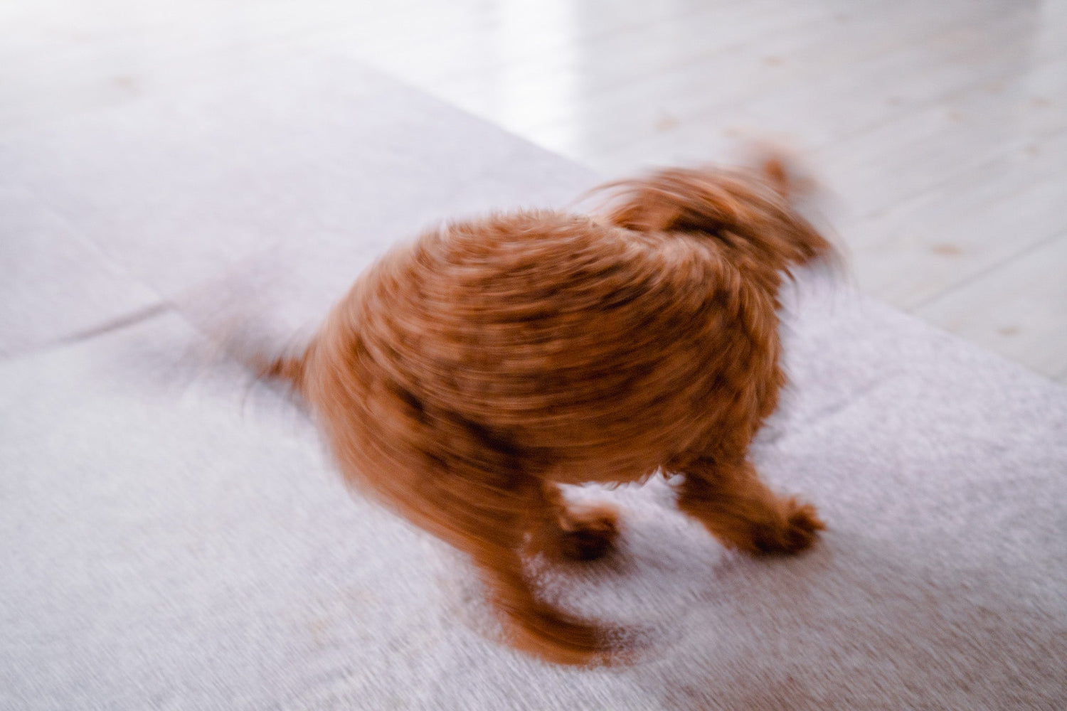 スクエアカーペットで、犬と僕が心地よい暮らしを手に入れた話。