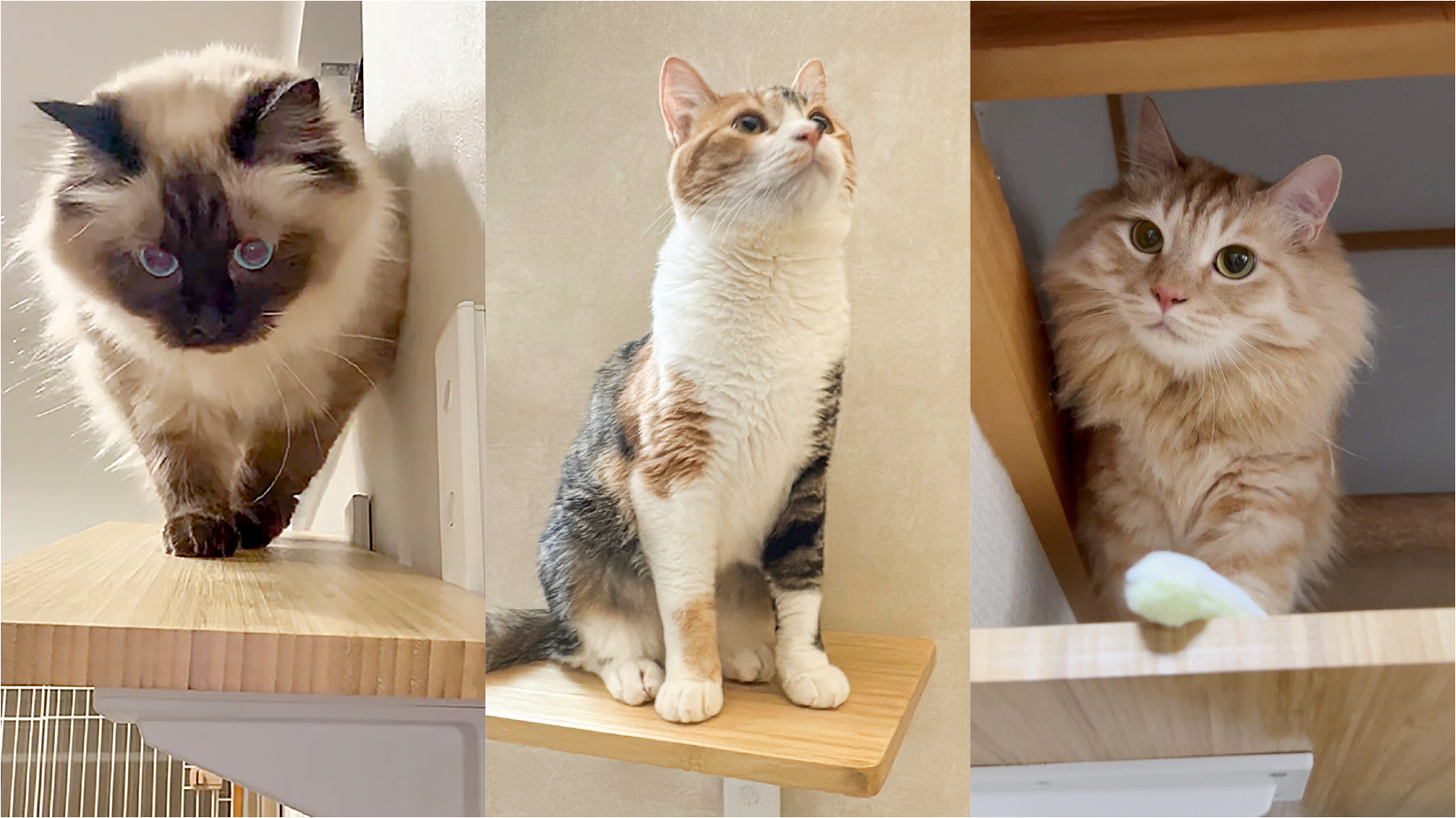 実際に使ってくれた猫ちゃんたちの紹介