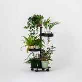 植物スポット SET-D-PLS-BK