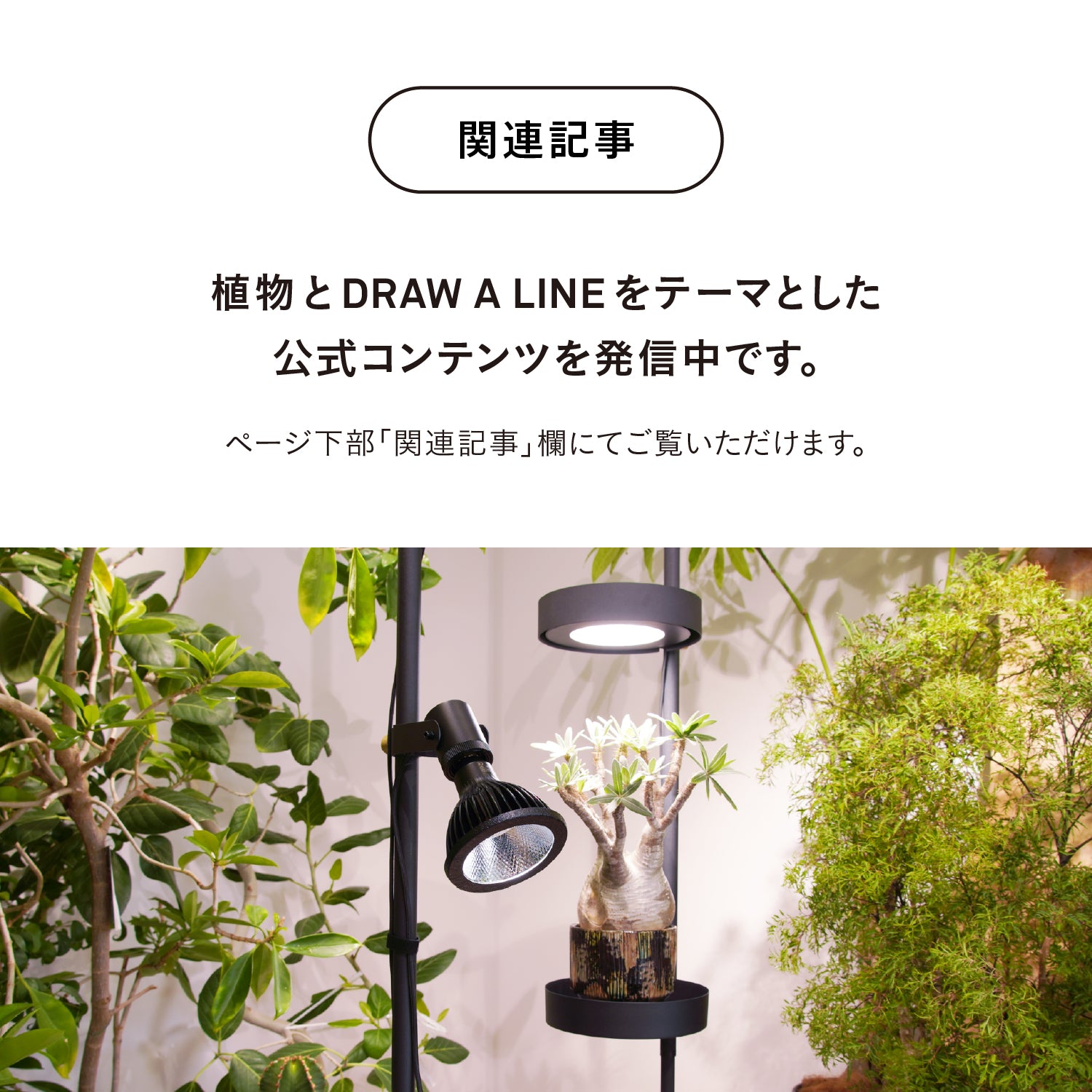 光と風のタテの線 SET-BK-CSO