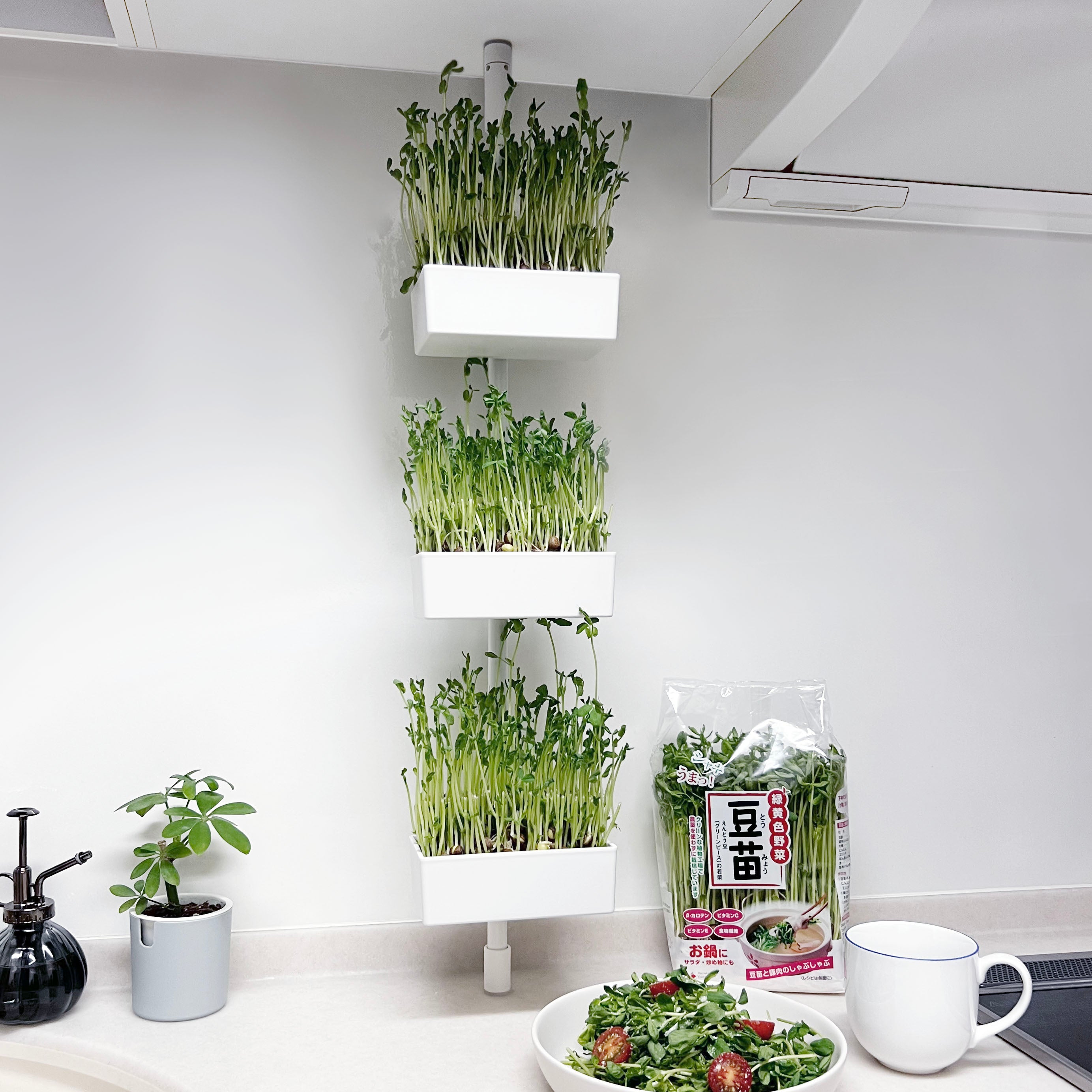 村上農園コラボ tatecco 無限豆苗生活セット SET-H-MTS｜平安伸銅工業